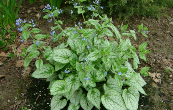 Красивое растение бруннера