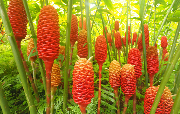 Красивое растение роскоя (имбирь) в саду