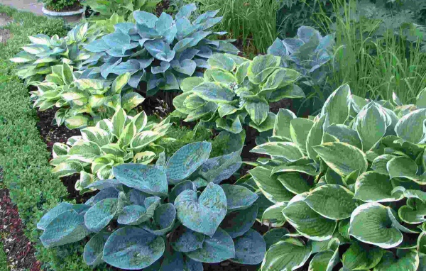 Красивое растение хоста на клумбе в саду