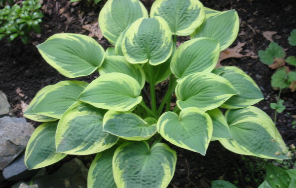 Красивое растение хоста в саду