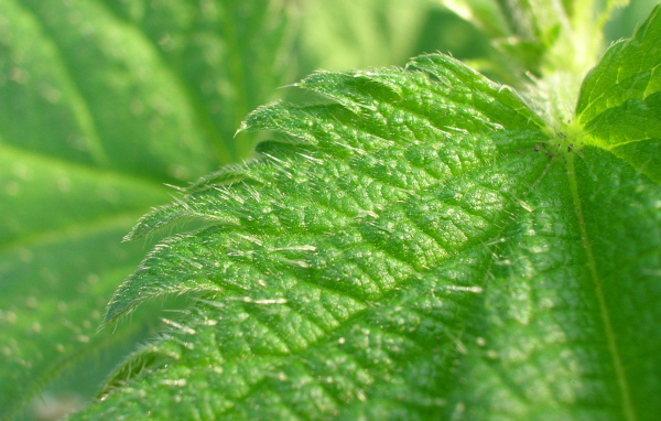 Красивое растение аюга на поляне