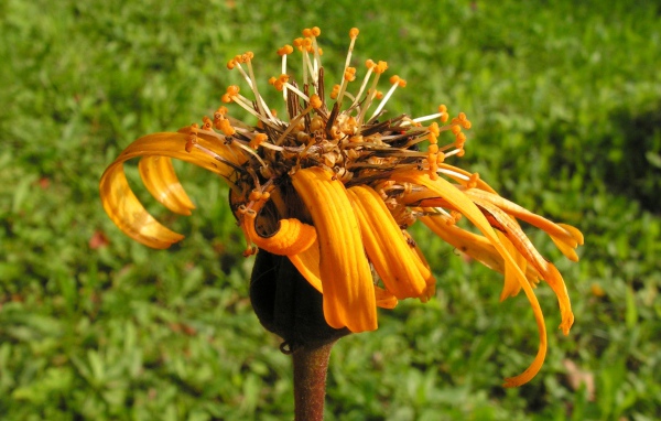 Красивое растение бузульник на поляне