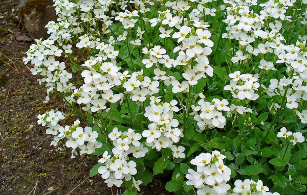 Красивое растение резуха на опушке