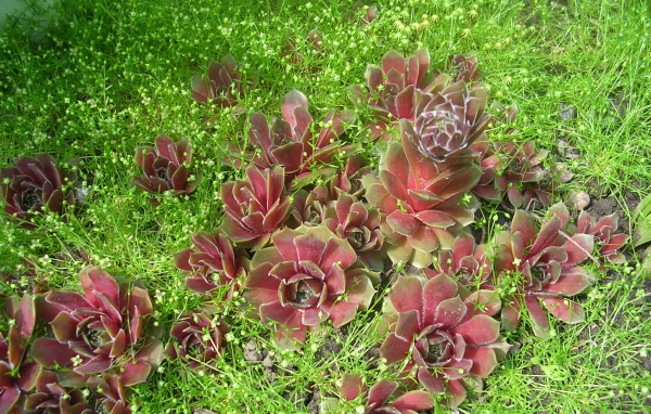 Красивое растение молодило в парке