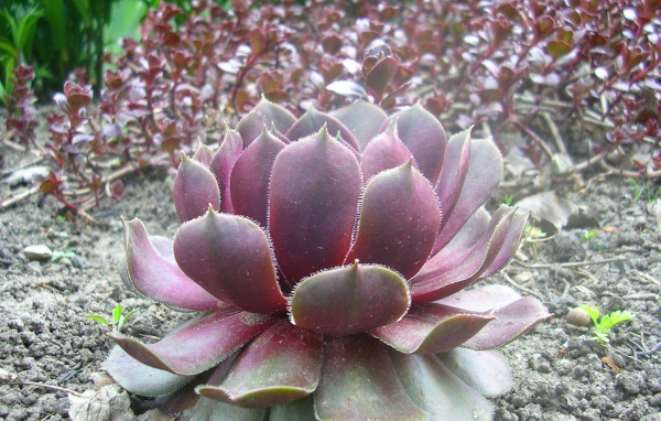 Красивое растение молодило на поляне