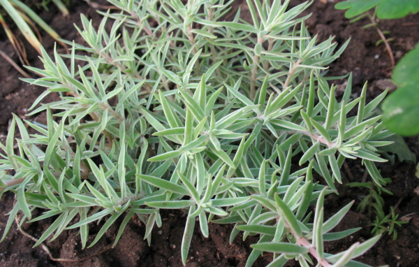 Красивое растение седум в саду