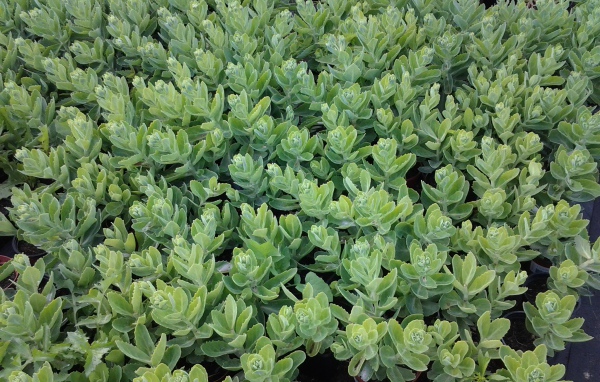 Красивое растение седум в парке