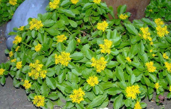 Красивое растение седум на клумбе в саду