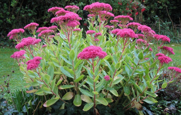 Красивое растение седум на поляне