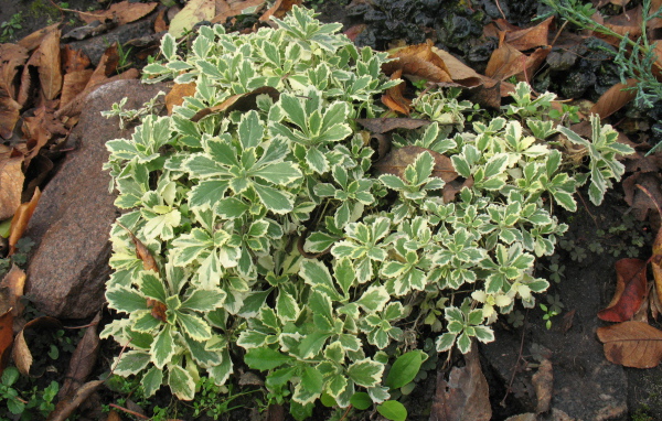 Красивое растение резуха