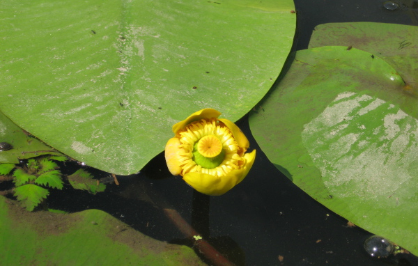 Красивое растение желтая кубышка на воде