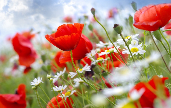 Красивая поляна мака