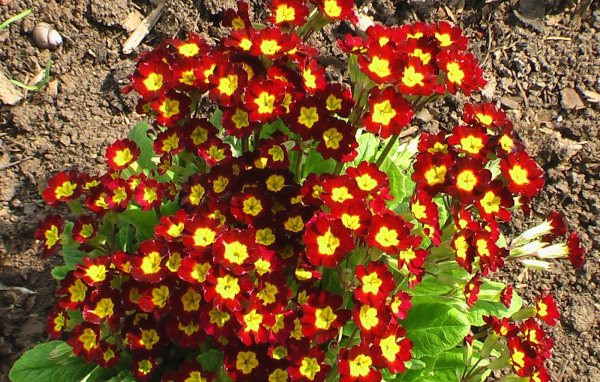 Красивая примула в саду