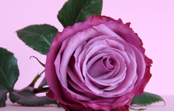 Красивая фиолетовая роза на столе