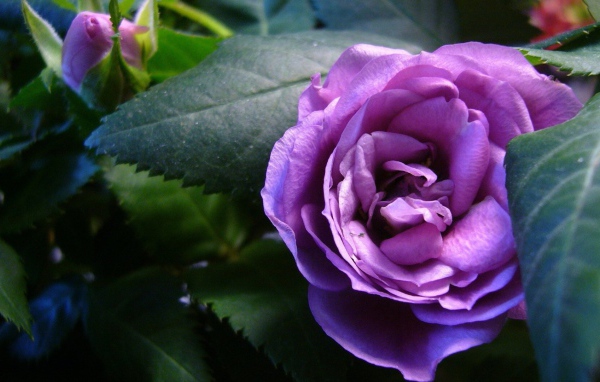 Красивые фиолетовые розы в саду