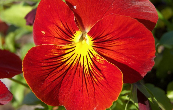 Красивый красный цветок анютины глазки