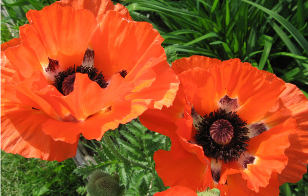 Красивый цветок красный мак