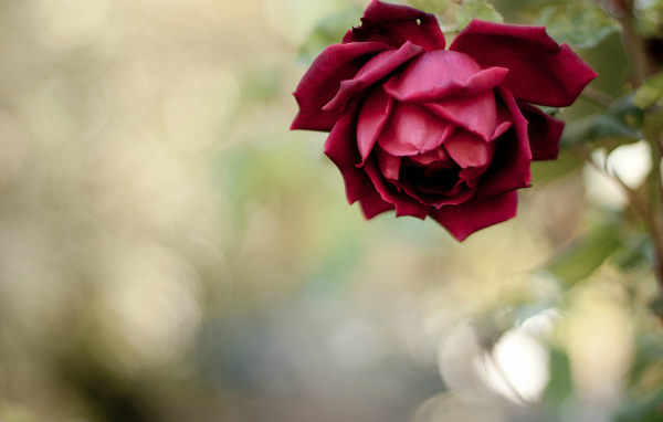 Красивая красная роза в саду