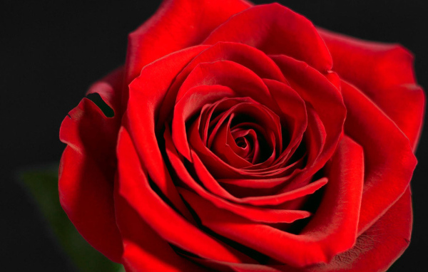 Красивая красная роза на чёрном фоне крупным планом