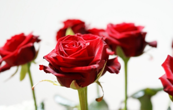 Красивые красные розы на белом фоне
