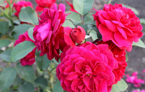 Красивая роза кустарниковая в саду