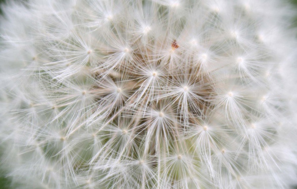 Красивый козлобородник (большой одуванчик) цветок