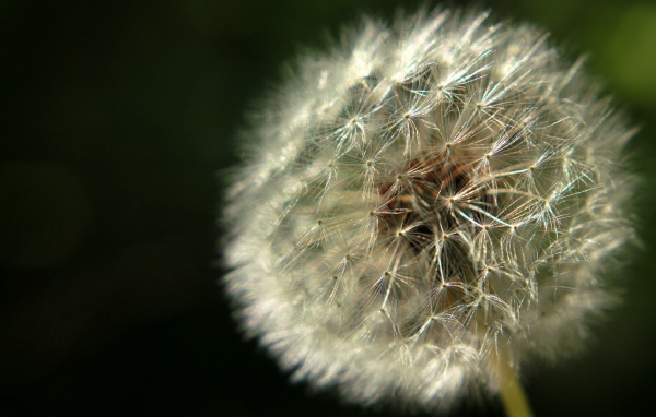 Красивый козлобородник (большой одуванчик) на газоне