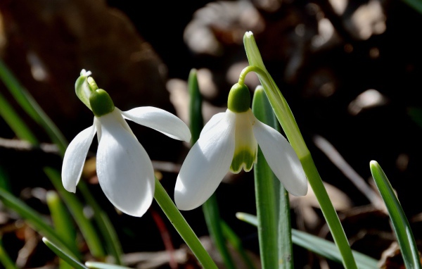 Красивые подснежники в саду
