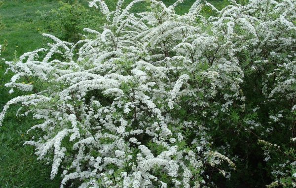 Красивая спирея на дачном участке