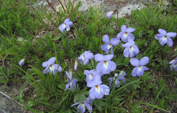 Красивые весенние виолы (фиалки, анютины глазки) на лужайке