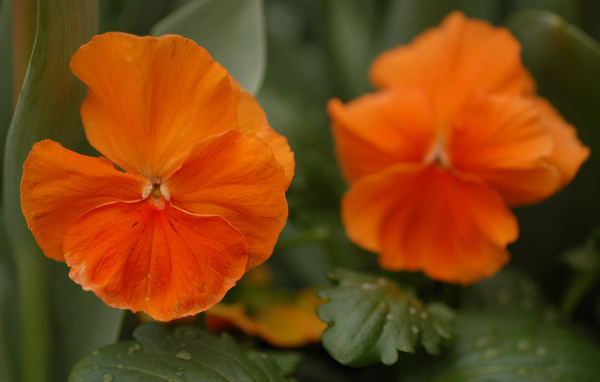 Красивые весенние виолы (фиалки, анютины глазки) в лесу