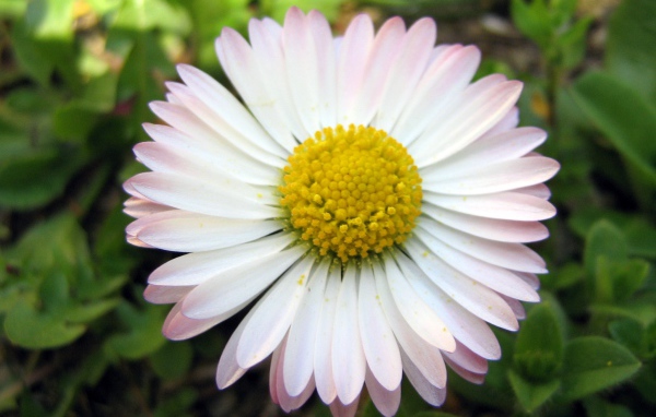 Красивые весенние маргаритки