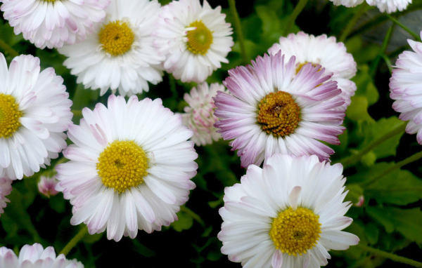 Красивые весенние маргаритки в саду