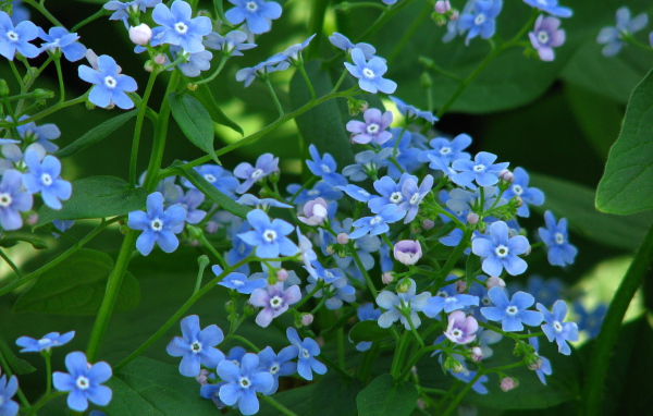 Красивые весенние цветы бруннера