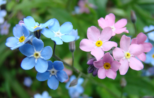Красивые весенние цветы незабудки