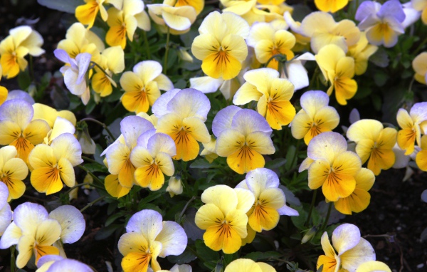 Красивые весенние желтые виолы в саду