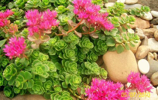 Красивая армерия в саду