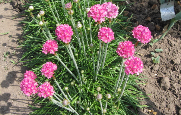 Красивая армерия на дачном участке