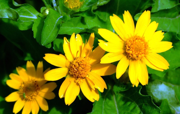 Красивая венидиум (астровые) в саду