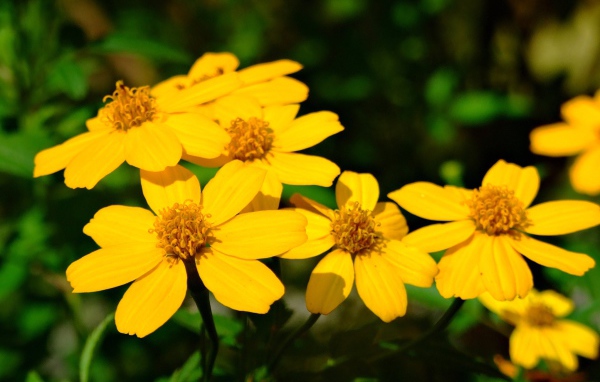 Красивая венидиум (астровые) на дачном участке