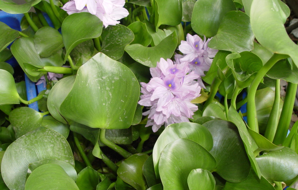 Красивый водяной гиацинт