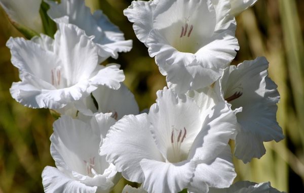 Красивые белые гладиолусы