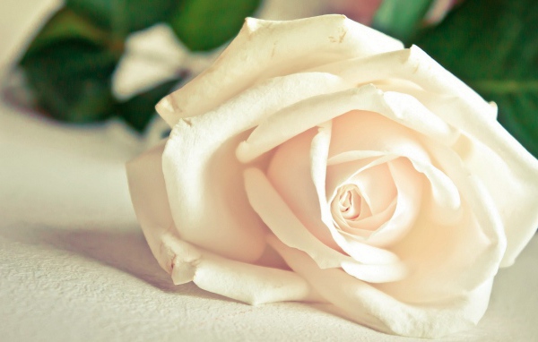 Красивая белая роза на белом столе