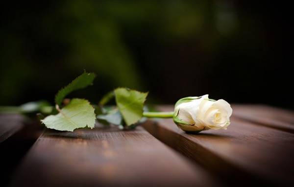 Красивая белая роза на скамейке