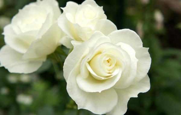 Красивые белые розы в саду