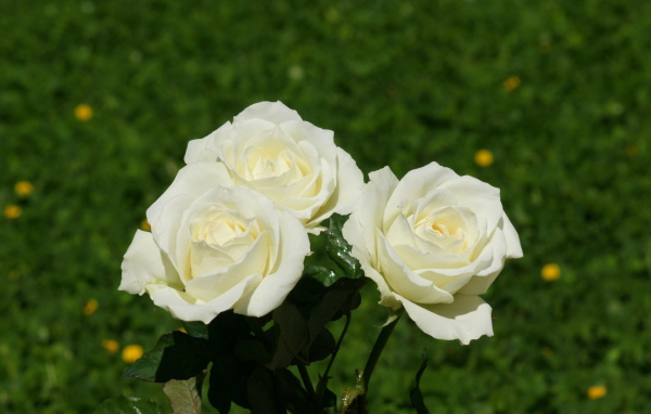 Красивые белые розы на фоне травы