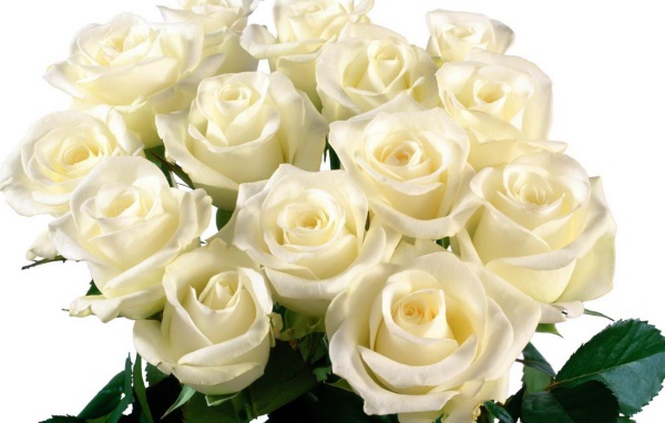 Красивые белые розы на белом фоне