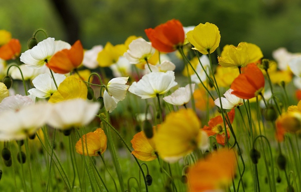 Красивые полевые цветы