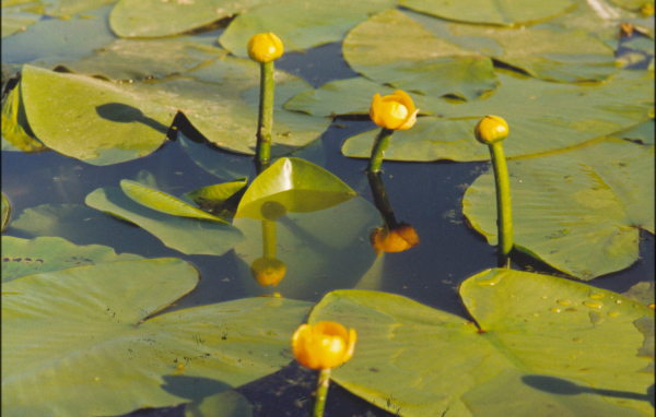 Красивая кубышка желтая