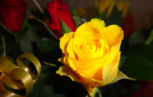 Красивая жёлтая роза